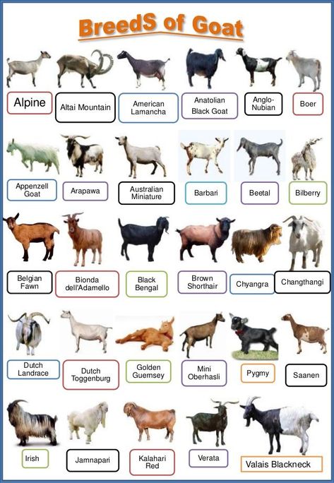 These are the common breeds of goat (both local and exotic breeds) Goat Playground, Goat Pen, Goat Shelter, Goat House, Raising Farm Animals, Goat Care, Goat Barn, Rasy Koni, Raising Goats