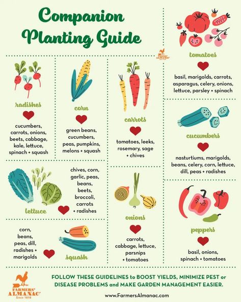 Tomato Benefits, Companion Planting Guide, Companion Planting Vegetables, Companion Planting Chart, How To Plant Carrots, Garden Companion Planting, Natural Insecticide, Tattoo Plant, Cucumber Beetles