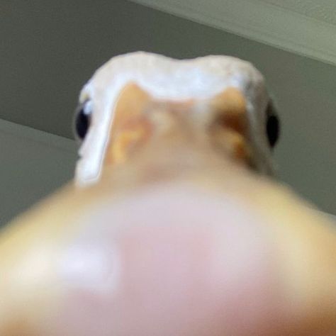 Pet Call Ducks on Instagram: "Can I come over and stare at you like this. #funnymeme #meme #memes #funny #cuteduck #duck #pet #bird" Funny Contact Photos, Call Ducks, Duck Pet, Duck Memes, Funny Bird Pictures, Duck Pictures, Duck Wallpaper, Duck Photo, Pet Ducks