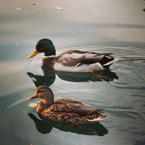 🍁🌾 #fall #ducks #canada #canadiantravel #travel #thriftynomads Duck Sitting, Female Duck, Male Duck, Duck Pictures, Duck Boat, Canadian Travel, Going Places, Duck Hunting, Male And Female