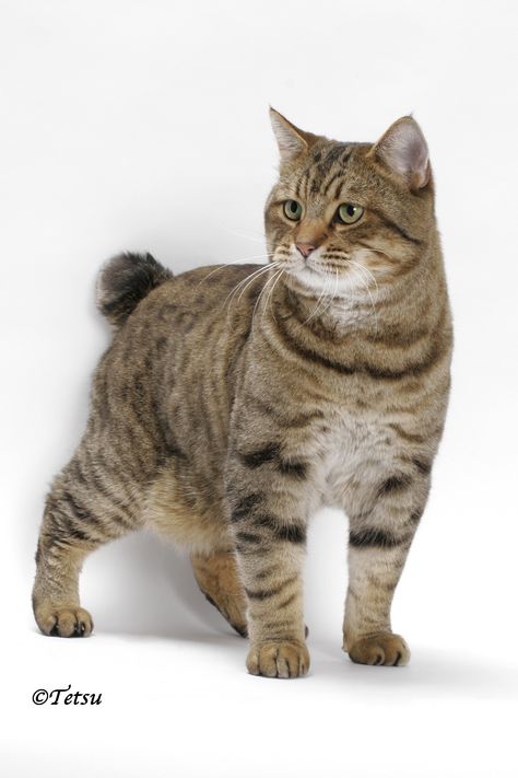 Pixie Bob Cats, Cat Breeds List, Bob Cats, American Bobtail Cat, Big Cat Family, Popular Cat Breeds, American Bobtail, Bobtail Cat, Cat Reference