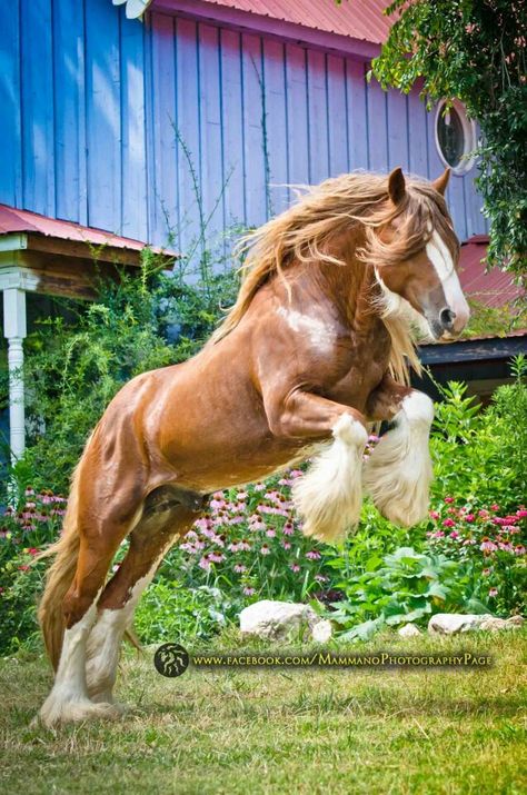 Clydesdale Horses, Clydesdale, Shire Horse, Rasy Koni, Big Horses, Most Beautiful Horses, Majestic Horse, All The Pretty Horses, Horse Crazy