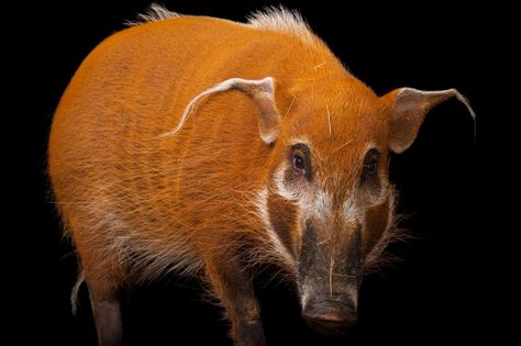 Red River Hog, National Pig Day, Africa Nature, Red Coats, Columbus Zoo, Joel Sartore, Wild Pig, Aquatic Life, Nature Conservation