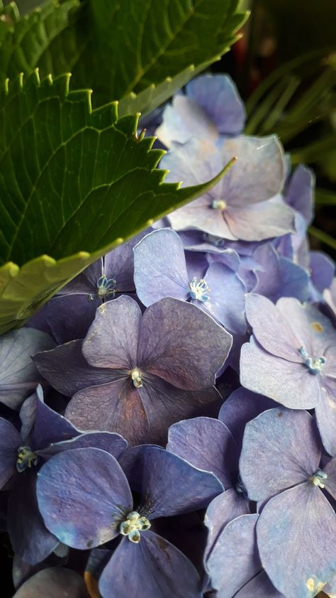 July Aesthetic, Hydrangeas Art, Flora Flowers, Spring Vibes, Art Flowers, Anime Scenery Wallpaper, Flower Aesthetic, Scenery Wallpaper, Flower Wallpaper