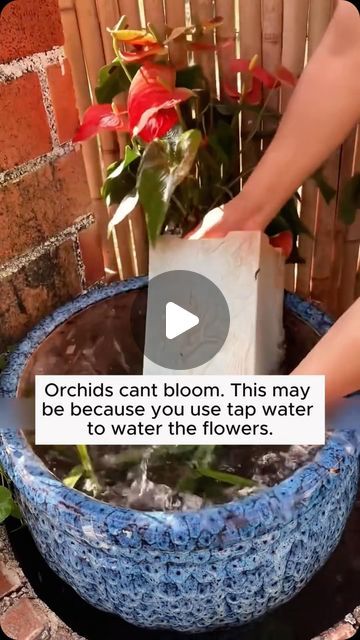 My Garden Ideas on Instagram: "Orchid care tips #gardening #garden #gardeningtips #gardenlife #gardeninspiration #gardenideas #gardenlove #gardendesign #gardenersofinstagram #gardenersworld #garden_styles #gardenphotography #gardenlovers #gardenerslife #gardenart #gardenbeauty #gardensofinstagram #gardenplants #gardenviews #gardenersparadise #gardenista #gardeningcommunity #gardenloversclub #gardenaddict #gardeners #gardenerslife" Plant Hacks Tips, How To Care For Orchids Indoors, How To Care For Orchids, Diy Orchid Pot, Repotting Plants, Orchid Fertilizer, Garden Hacks Diy, Grafting Plants, Orchid Plant Care