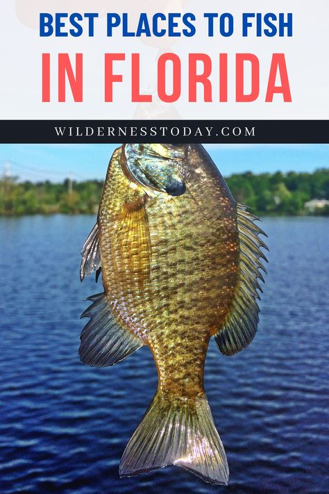 Florida is a very popular vacation destination for visitors from all over the world who come for the year-round sunshine, the theme parks, and the fabulous beaches. Here we sharing best 10 places to fish in Florida that you need to know. #Fishing #FishingGuides #FishingGears #Wildlife #NatureBeauty Florida Fishing, Clermont Florida, Florida Fish, Fl Keys, Everglades Florida, River Fishing, Fishing Supplies, Freshwater Fishing, Lake Fishing