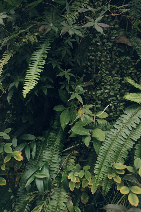 Foliage Aesthetic, Rainforest Aesthetic, Green Nature Aesthetic, Greenery Aesthetic, Foliage Background, Different Greens, Nature Verte, Natural Aesthetics, Forest Jungle