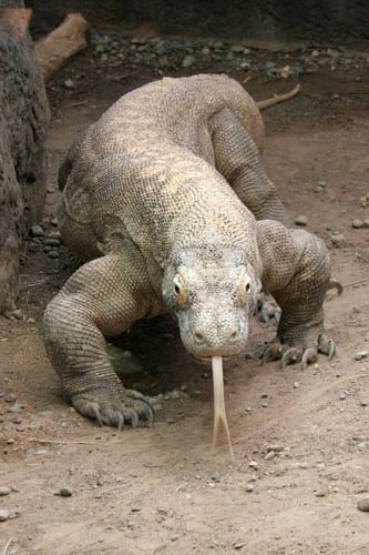 "Guess who I met today, Mum!"  http://jacybrean.blogspot.com/2013/05/teens-10-more-ways-to-wind-up-parents.html   ~~the Kimodo Dragon by Anastasia Fuller~~ Cool Reptiles, Komodo Dress, Scary Beast, Comodo Dragon, Lizard Photo, Dragon Photo, Lizard Dragon, Komodo Dragons, Creature Inspiration