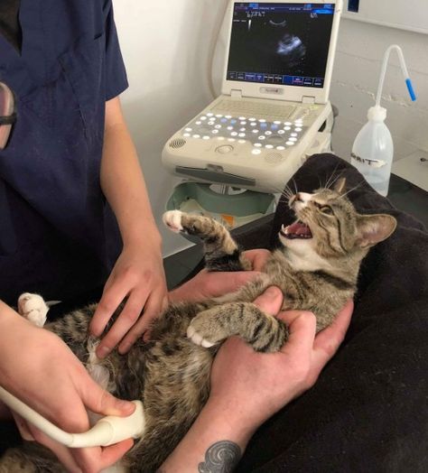 What Me? Pregnant! This Cat Seems Stunned to Find Out She Has Kittens On The Way! - We Love Cats and Kittens All Types Of Cats, Pregnant Cat, Mang Thai, Cat Obsession, Cat Stories, Gorgeous Cats, Cat Boarding, Fluffy Cat, Little Kittens