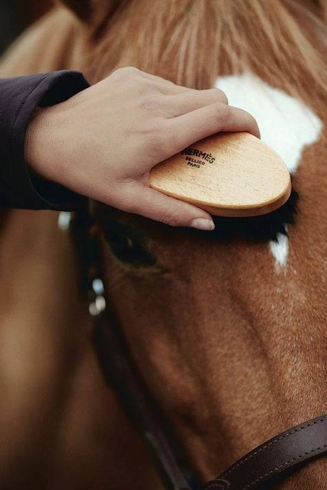 . Bay Horses, Horse Brushes, Equestrian Photography, Horse Grooming, Equestrian Lifestyle, Horse Ranch, Horse Crazy, Equestrian Life, Riding Gear