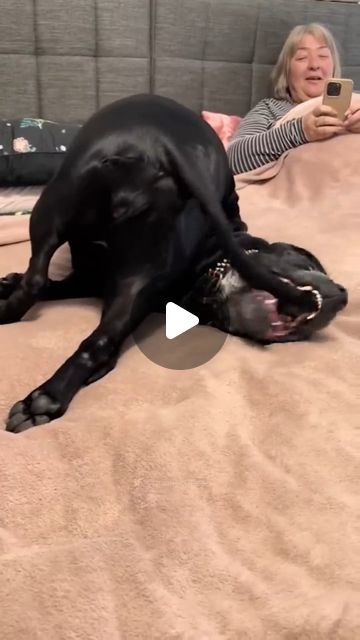 Dog Zoomies Videos, Funny Cute Dog Pictures, Funny Dog Videos Make Me Laugh, Funny Pets Videos, Funny Dog Pictures Hilarious, Funny Videos Of Animals, Zoomies Dog, Happy Dogs Funny, Really Funny Dog Videos