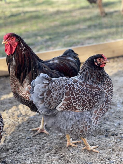 Blue Laced Red Wyandotte THREAD! | Page 847 | BackYard Chickens - Learn How to Raise Chickens Blue Laced Red Wyandotte Hens, Blue Laced Gold Wyandotte Chicken, Blue Laced Wyandotte, Hen Wallpaper, Blue Chicken Eggs, Hen Drawing, Backyard Chicken Coop Diy, Wyandotte Hen, Hen Painting