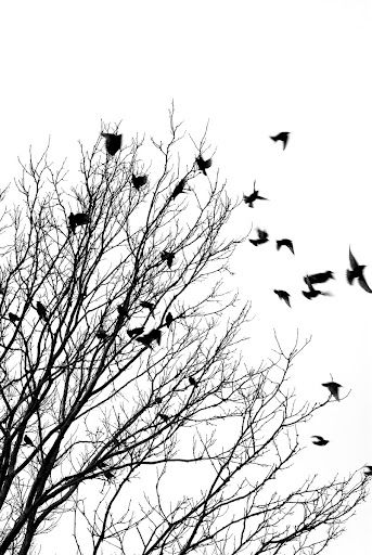 Black and white picture of birds and winter tree Vogel Silhouette, Flying Bird Silhouette, Vogel Tattoo, Black And White Birds, Silhouette Photography, Bird Silhouette, Bird Tree, Tree Silhouette, Foto Art