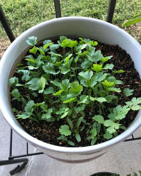 Growing Cilantro in a Pot (Coriander Care Tips) How To Grow Cilantro From Seeds, How To Grow Cilantro In A Pot, Cilantro Plant Care, Cilantro Growing Tips, Growing Cilantro In A Pot, Growing Cilantro Outdoors, Corriander Plant, Cilantro Garden, Grow Cilantro Indoors