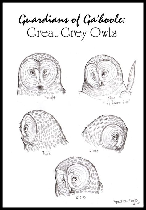 Drawing Birds Easy, Snow Owls, Owl Character, Guardians Of Ga'hoole, Elf Owl, Great Gray Owl, Drawing Birds, Snowy Owls, Owl Drawing