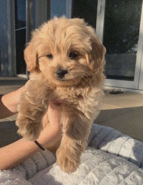 Cute Fluffy Puppies, Maltipoo Dog, Poodle Toy, Cute Small Dogs, Dog Mommy, Fluffy Puppies, Super Cute Puppies, Very Cute Dogs, Really Cute Dogs