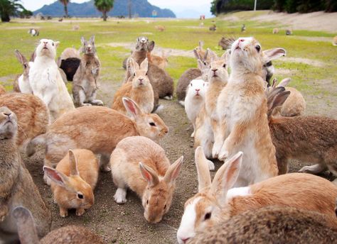 Rabbits, Rabbit Island, Japan