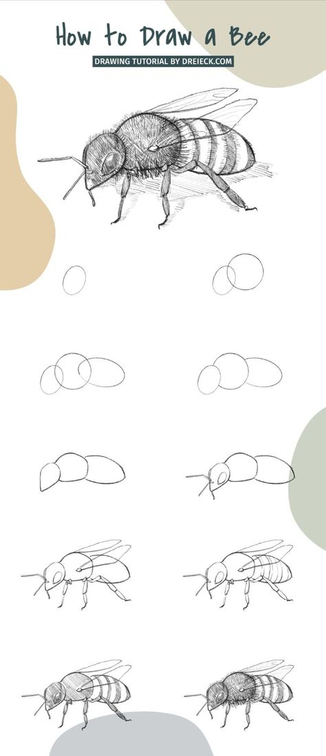 This tutorial will walk you through the steps to create an easy yet realistic bee drawing. You will learn how to draw a bee in a few simple steps. Painted Bees Easy, Realistic Bee Drawing, Bee Drawing Easy, Bee Pictures Art, Draw A Bee, Love Birds Drawing, Honey Bee Drawing, Bee Sketch, Realistic Animal Drawings