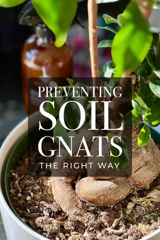 House Plant Gnats How To Get Rid, Hydrogen Peroxide For Plants Gnats, House Plant Pests How To Get Rid, How To Get Rid Of Soil Gnats, How Do You Get Rid Of Gnats, Gnats In Plants How To Get Rid Of, Soil Gnats House Plants, Get Rid Of Gnats In House Plants, Getting Rid Of Gnats In The House Plants