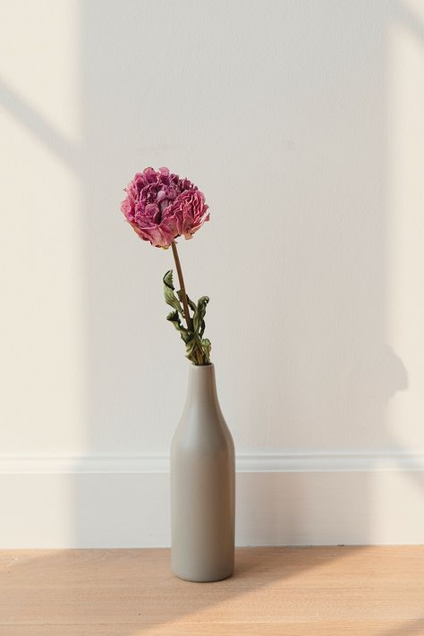 Download premium image of Dried pink peony flower in a gray vase by Teddy about dry flowers, background image, background pinterest, background wallpaper, and bloom 2330066 Pinterest Background, Gray Vase, Pink Peony Flower, Cloud Mirror, Night Clouds, Flower Background Images, Grey Vases, Peony Wallpaper, Clear Vases
