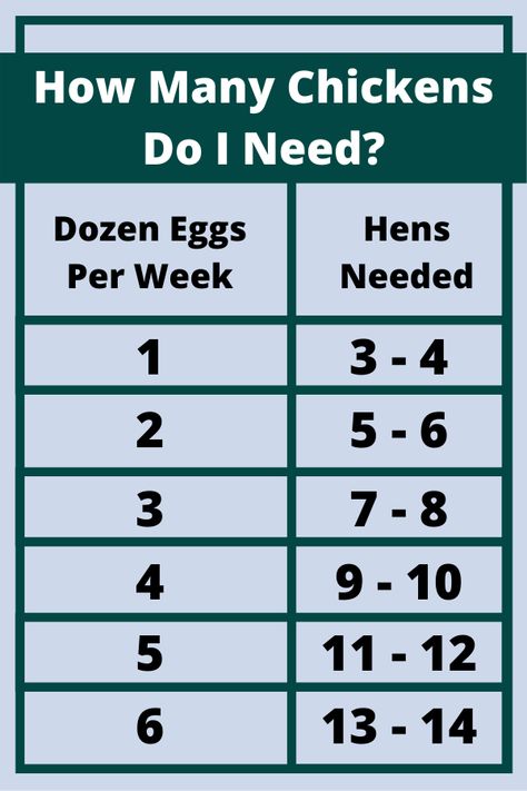 How To Start Raising Chickens, Collecting Chicken Eggs, How Many Chickens Do I Need For Eggs, How Many Chickens Do I Need, Types Of Chickens And Their Eggs, Types Of Chickens Breeds, Homestead Urban, Homestead Beginner, Homestead Vibes