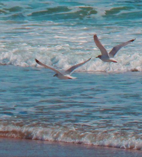 1 hour of ocean waves and sea-gull calls  http://www.youtube.com/watch?v=CSqe8FgnzjM Sea Gulls Flying, Flying Bird Aesthetic, Ocean Birds, Sea Gulls, Seagulls Flying, Coastal Birds, Sunflower Pictures, Mermaid Aesthetic, Sea Gull