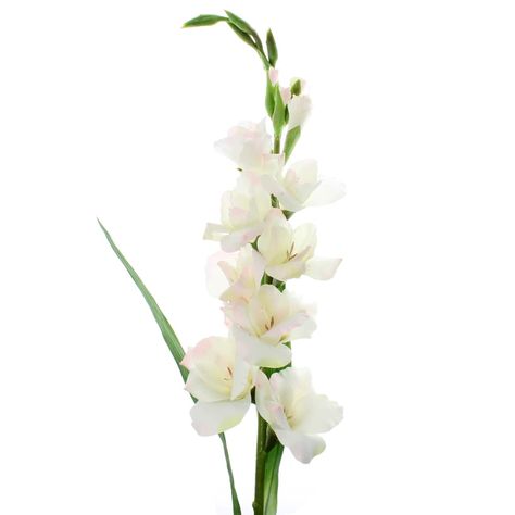 "Purchase the White Gladiolus Stem by Ashland® at Michaels. This perfect replica of white Gladiolus with a hint of rose blush will make a lovely addition to your floral arrangements. This perfect replica of white Gladiolus with a hint of rose blush will make a lovely addition to your floral arrangements. The stem has leaves and flower buds to add to its realistic look. Use this stem to create pretty floral arrangements like bouquets, table toppers, wreaths and more. Details: White 41\" x 5.5\" 1 White Gladiolus, Powdery Mildew, Rose Blush, Flower Bud, Blush Roses, Table Toppers, White Roses, Lay Flat, The White