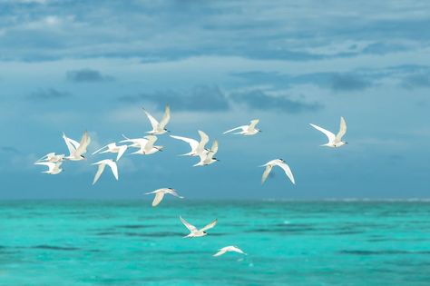 Seagulls Flying, What Is A Bird, Flock Of Birds, Rare Birds, How To Attract Birds, White Bird, Sea Birds, Bird Photo, Birds Flying