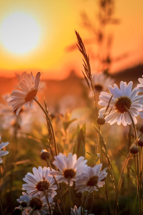 Paisaje de flores muy bonito con atardecer al fondo#nature Belle Nature, Image Nature, Fotografi Alam Semula Jadi, Foto Tips, Alam Semula Jadi, Jolie Photo, Beautiful Sunset, Beautiful Photography, Nature Pictures