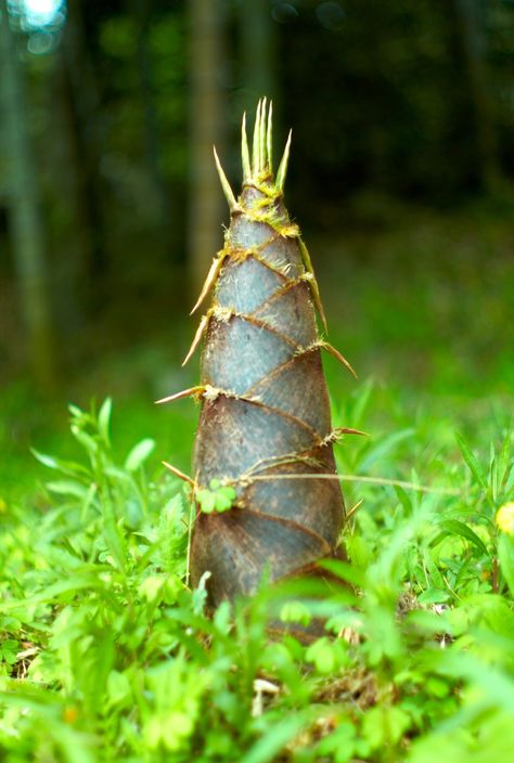 Big Bamboo Shoot (Joi Ito) Giant Bamboo, Bamboo Species, Bamboo Seeds, Golden Bamboo, Vegetables For Babies, Apricot Tree, Moso Bamboo, Bamboo Shoots, Bamboo Garden