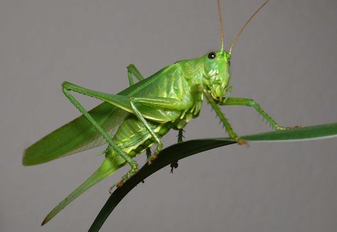 Grasshopper Pictures, Grasshopper Images, Pictures Of Insects, The Giant Peach, Insect Photography, Dream Meanings, Food Web, Praying Mantis, Arachnids