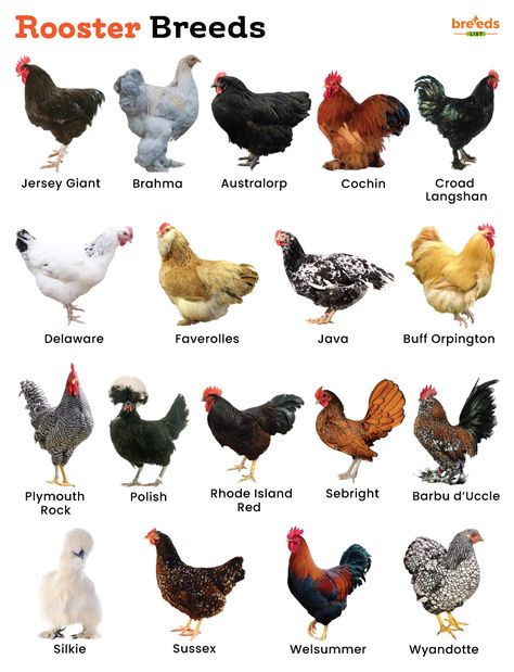 Rooster Breeds – Facts, List, Pictures Pictures Of Roosters, Rooster Breeds Pictures, Chicken Breeds With Pictures, Rooster Names, Belly Fat Workout For Men, Chicken Facts, Rooster Breeds, Buff Orpington, Rhode Island Red