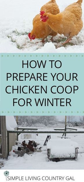 Prepare your chicken coop for winter by following these few easy steps. Safe, clean and healthy hens produce the best eggs. Chickens | Coop | Winter prep | coop for winter via @SLcountrygal Chicken Coop For Winter, Chicken Coop Winter, Chickens Coop, The Best Eggs, Chicken Coop Kit, Cheap Chicken Coops, Best Eggs, Easy Chicken Coop, Chicken Barn