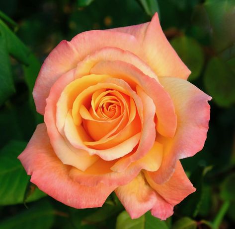 Tahitian Sunset Rose, Sunset Roses Wedding, Peace Rose, Flower Blooming, Draw Flowers, Rose Bushes, Sunset Rose, California Garden, Corner Garden