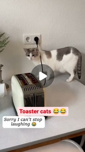 Animal Humor Hilarious, Kitty Cats Cute Videos, Cute Cats And Dogs Together, Funny Kitty Videos, Funny Dogs And Cats Videos, Cat Humor Hilarious, Funny Cats And Dogs Videos, Funny Videos Cats, Animal Videos Funny Hilarious