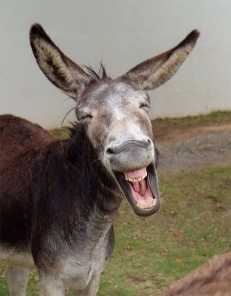 World's Greatest Gallery of Laughing Donkeys Tumblr, Funny Donkey Pictures, 300 Drawing Prompts, Donkey Funny, Laughing Animals, Cat Phone Wallpaper, Smiling Animals, Cute Donkey, Funny Feeling