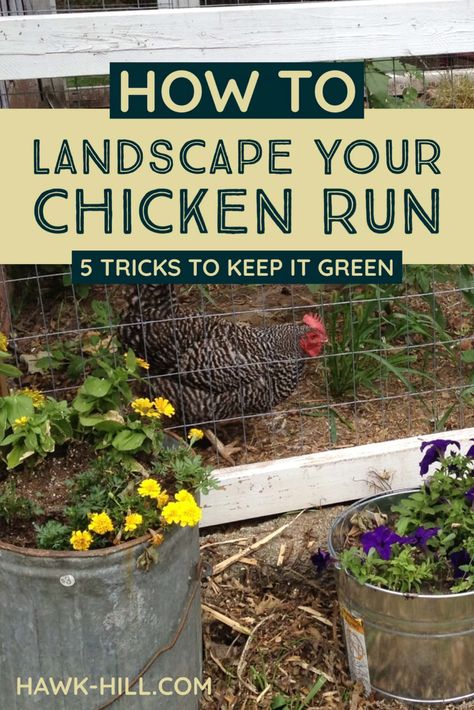 How to landscape your chicken coop run to keep it green and lush all summer long Chicken Run Set Up Ideas, Chicken Coop Next To Garden, Cinder Blocks Around Chicken Coop, Landscaping With Chickens, Green Chicken Coop Ideas, Landscape Chicken Coop, Pretty Chicken Run Ideas, Chicken Coop Border, Chicken Coop And Garden Ideas