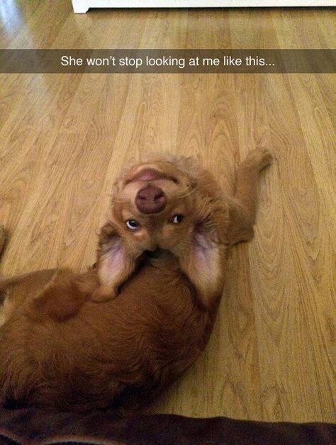 The Dog Is A Weirdo funny weird funny pictures funny animal pictures Funny Dog Pictures, Airedale Terrier, Cele Mai Drăguțe Animale, Really Cute Dogs, Funny Dog Memes, Cute Animals Images, Funny Animal Jokes, Cute Funny Dogs, Memes Humor