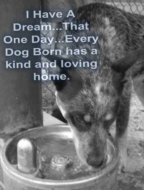 Wish we could save them all. Dog Quotes, Stop Animal Cruelty, Animal Advocacy, Dog Rules, Save Animals, Bichon Frise, Rescue Dogs, Cattle Dog, Animal Quotes