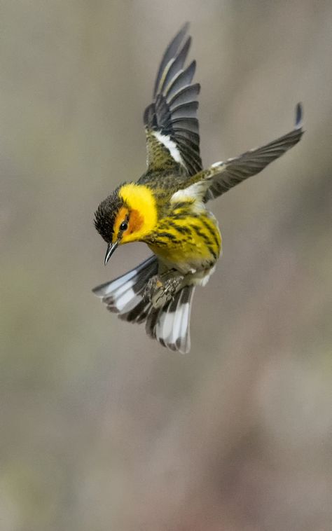 ˚Pauline tigrée, Cape May Warbler Birds Photography Flying, Bird Reference Photos, Bird On Shoulder, Birds Flying Photography, Wild Birds Photography, Best Cameras, Birds Photography, Bird Flying, Most Beautiful Birds