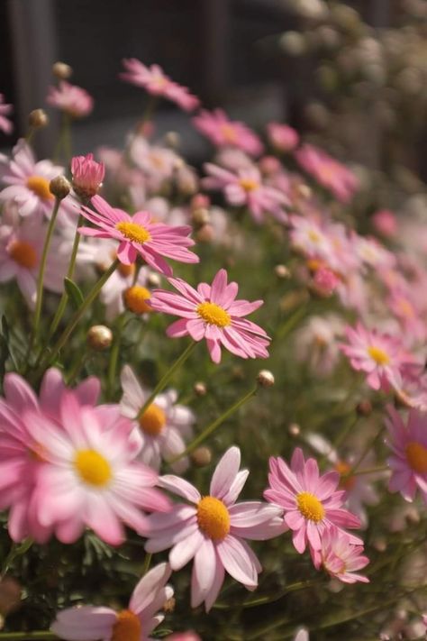 Pink Daisy flowers Pink Daisy Wallpaper Iphone Wallpapers, Pink Daisy Wallpaper, Daisy Flower Meaning, Pink Photography, Daisy Wallpaper, Hippie Painting, Flowery Wallpaper, Book Flowers, Beautiful Pink Flowers