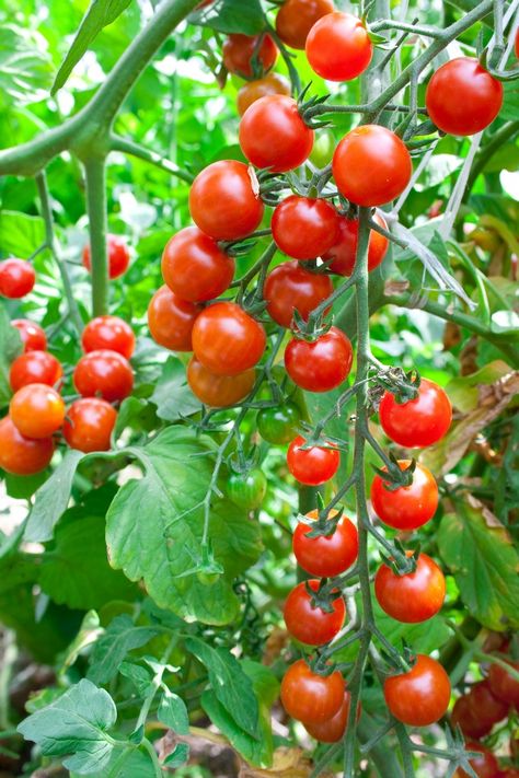 Growing cherry tomatoes in pots on your deck, porch, balcony, or patio couldn't be easier! We'll show you how to grow cherry tomatoes in a pot including choosing the right container. This post is full of tips for nurturing cherry tomato plants. Tanaman Tomat, How To Grow Cherries, Growing Cherry Tomatoes, Cherry Plant, Cherry Tomato Plant, Daucus Carota, Garden Wallpaper, Small Tomatoes, Tortellini Soup