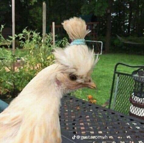 Cursed Chicken Images, Chicken Animal Funny, Pfp Sunglasses, Funny Pfp Matching, Aesthetic Funny Pfp, Chicken Meme, Animal Videos Funny, Chicken Aesthetic, Chicken Pictures