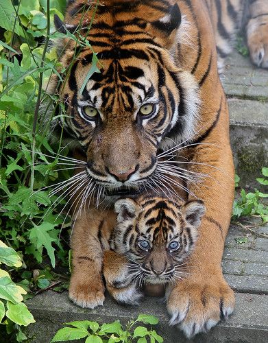 Young tiger cubs | Burgers' Zoo Arnhem | BurgersZoo | Flickr Cheetahs, Macan Tutul, Baby Tigers, Foto Langka, Tiger Pictures, Animale Rare, Tiger Cub, Haiwan Peliharaan, Majestic Animals