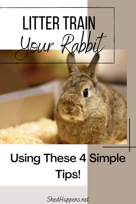 Rabbit Litter Training, How To Litter Box Train A Rabbit, Litter Box For Rabbits, Diy Bunny Litter Tray, How To Litter Train A Rabbit, Rabbit Litter Box Ideas, Litter Box Training Rabbits, Bunny Litter Box Ideas, Rabbit Litter Tray