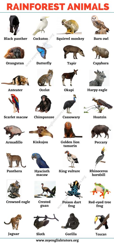 Rainforest Animals: List of 25+ Animals that Live in the Rainforest Tropical Forest Animals, Animals In The Rainforest, Animals Of The Rainforest, Rain Forest Animals, Wild Animals List, Amazon Rainforest Animals, Animal Identification, Rainforest Biome, Animals List