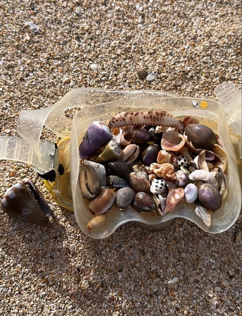 shell hunting in hawaii Mermaid Money, Hawaii Shells, Seashell Hunting, Shell Hunting, Romanticize School, Mermaid Aesthetic, Dream Places, Brain Fog, Gap Year