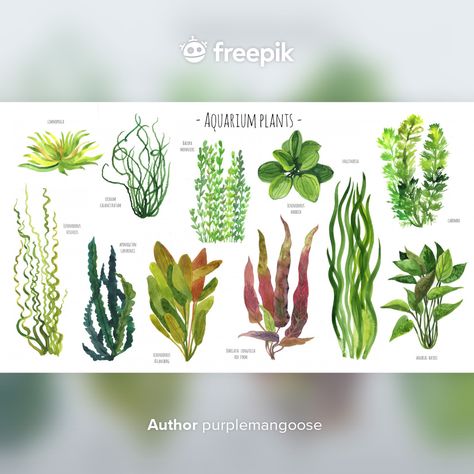 Aquatic Plant Tattoo, Aquatic Plants Drawing, Aquatic Plants Aquarium, Water Plants Drawing, Plants Watercolor, Underwater Plants, Water Drawing, Watercolor Water, Aquarium Plants