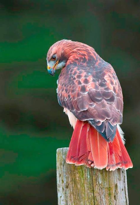 The Red-tailed Hawk that looks like its been photoshopped. Wrong color. Colourful Birds, Raptors Bird, Red Tailed Hawk, All Birds, Exotic Birds, Pretty Birds, Colorful Birds, Birds Of Prey, Wild Birds