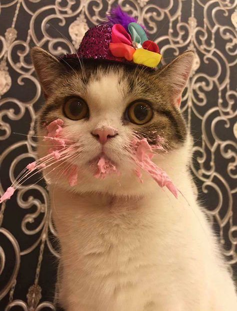 This Cat Eating A Cake On His Birthday Is Hilariously Adorable | Bored Panda Cat Eating Cake, Cat Celebrating, Birthday Cake For Cat, Funny Cat Faces, Cat Eating, Good Morning Funny Pictures, Funny Cat Memes, Cat Birthday, Funny Cat Pictures